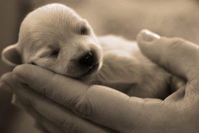 Desktop Images Of Cute Dogs Wallpapers