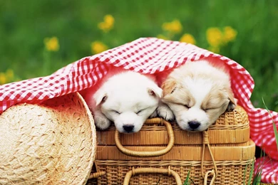 YouWall   Cute Dogs Wallpapers   Wallpaper,wallpapers,free ...