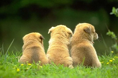 Cute Dogs And Puppies Hd Wallpapers For Desktop   1024x768 IWallHD ...