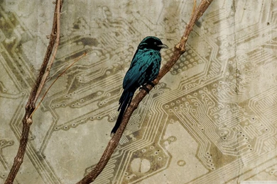 Bird Art HD Desktop Wallpapers : High Definition : Fullscreen : Mobile