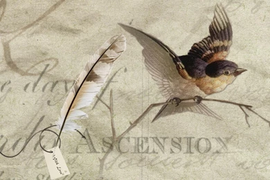 Vintage Brown Bird Wallpapers   (