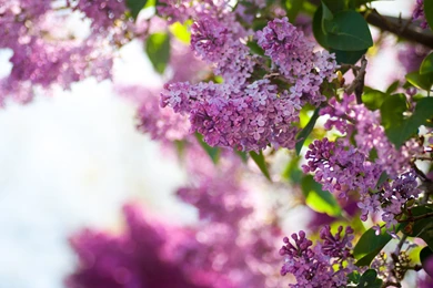 10 Beautiful HD Lilac Wallpapers   HDWallSource.com