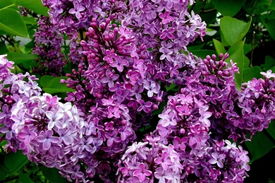 Lilac Bush   Wallpaper.