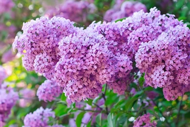 Purple Lilac Flowers   Wallpaper.