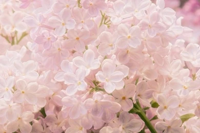 Pink Lilac HD Desktop Wallpapers : High Definition : Fullscreen ...