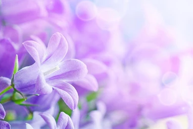 Lilac Flowers Live Wallpapers   Android Apps And Tests   AndroidPIT