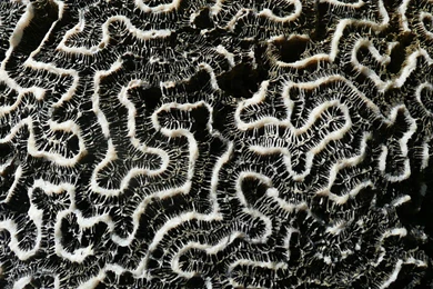 MLeWallpapers.com   Black And White Coral II