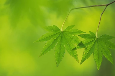 New Green Leaf Nature Hd Wallpapers