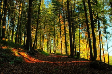 Free HD Image Of Natural Beauty Of New Zealand Wallpapers   962877