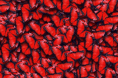 Red Butterfly Pattern Wallpapers