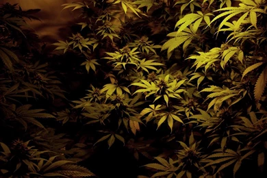 Ganja By SuKy 666 On DeviantArt