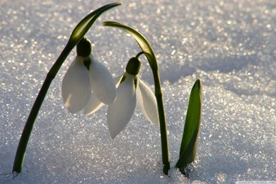 Spring Signs HD Desktop Wallpapers : High Definition : Fullscreen ...