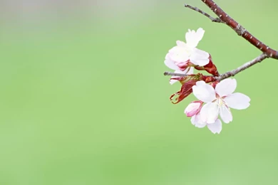 Desktop Wallpapers · Gallery · HD Notebook · HD Resolution Spring ...