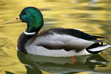 Desktop Wallpapers · Gallery · HD Notebook · Wild Duck Hd ...