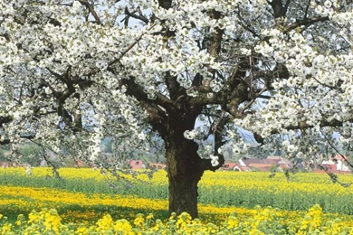 Spring Wallpapers   The Wondrous Pics