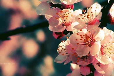 20 High Definition Spring Wallpapers
