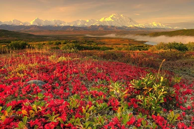 Spring Wallpapers   Free Wallpapers, Desktop Wallpapers, Computer ...