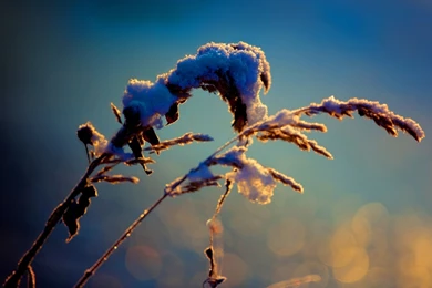 Computer Backgrounds Winter, Snowy Reeds, Be Better In The Upcoming ...