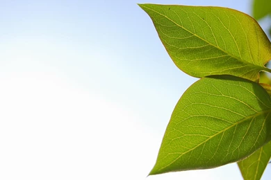 Spring, Easter, Wallpaper, Christmas, Winter, Nature, Related ...