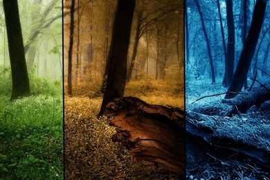 Spring Autumn And Winter In One Wallpapers