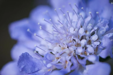 10 Spring Flowers HD Wallpapers