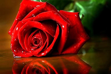 Free Download Wallpapers In Mobile Phone