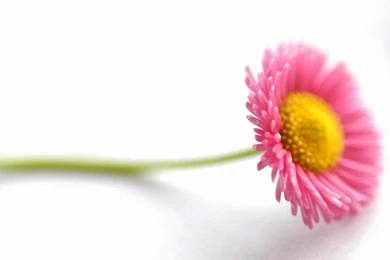 Beautiful Flowers HD 1600x1200 Wallpapers, 1600x1200 Wallpapers ...