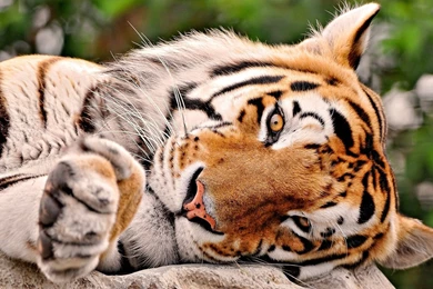 Animal Wallpapers ›› Download Tiger Hd Wallpapers