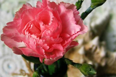 Pure Thanks To Mom Carnation Flower Macro iPad Wallpapers Download ...