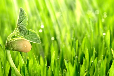 Plants Wallpapers Full HD   Uncalke.com