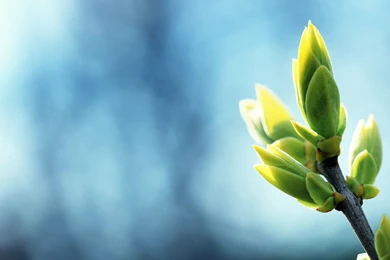 2560x1600 Spring Plants Desktop PC And Mac Wallpapers