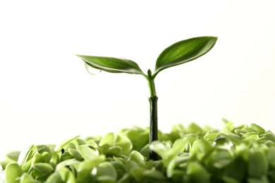 Birth, Green, Plants, Background, Wallpaper, Nature (