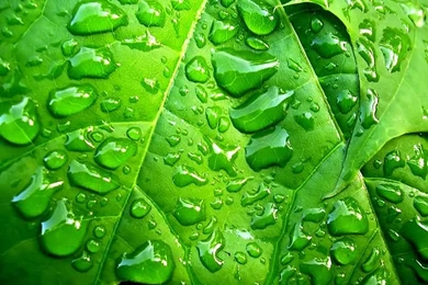 Plants & Leaves Wallpapers For Windows Vista5   Wallcoo.net