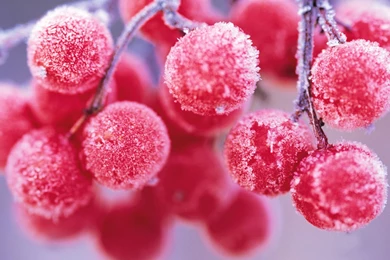 The Frost Season Being Filled Frost Plants Wallpapers 12 ...