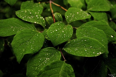 Download Leaves Plants Wallpapers 1920x1080