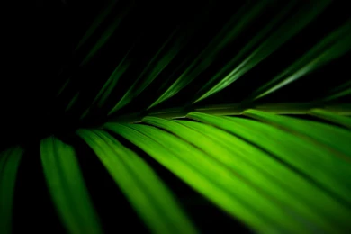 Download Leaf Plants Wallpapers 1920x1200