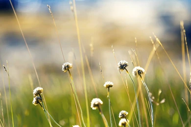 Norway Plants Wallpapers