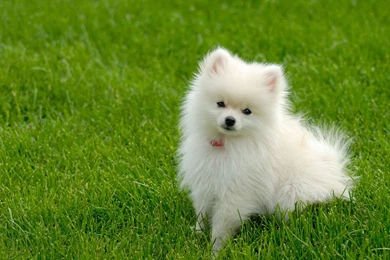 Free Download Dogs HD Wallpapers