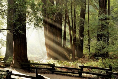 Nature Wallpapers Of Muir Woods National Monument   California