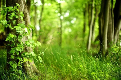 Woods Background Images   Wallpapers Zone