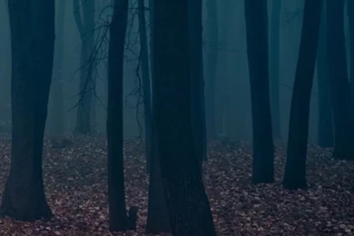 iPhone 6 Plus Dark Woods Wallpapers