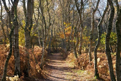 Woods Backgrounds Wallpapers   331459