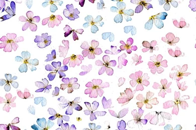 Water Color Flowers Tumblr Dashboard Theme     Floral Themes