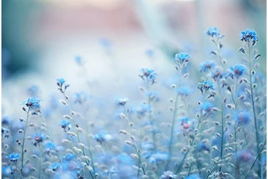 Blue Flowers Tumblr Wallpapers