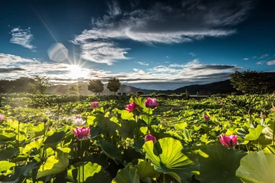 Flowers Sunrise Flower Landscape Lotus Doomoolmeori Desktop ...
