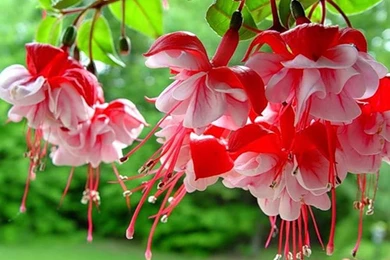 Fuchsia Free Wallpapers (7 Photos) For Your Desktop, Download Pictures