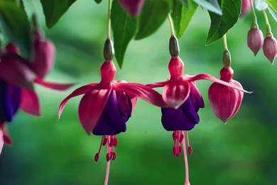 Fuchsia Flower Wallpapers   Wallpaper.