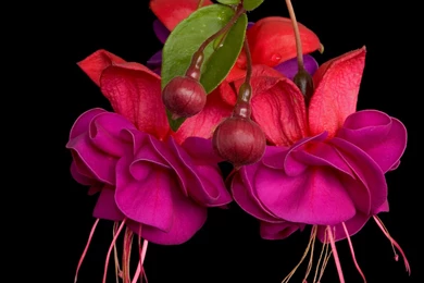 Fuchsia Free Wallpapers (7 Photos) For Your Desktop, Download Pictures