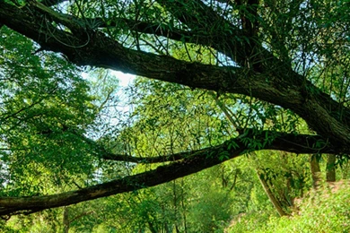 Nature S4 Wallpapers