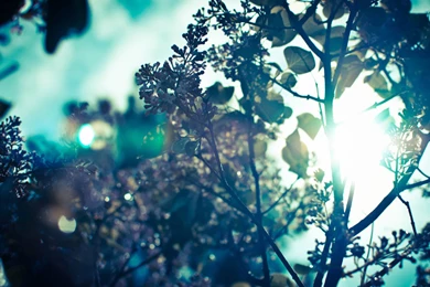 Retina MacBook Pro 15 Inch (2880X1800) Retina MacBook Pro 13 Inch ...